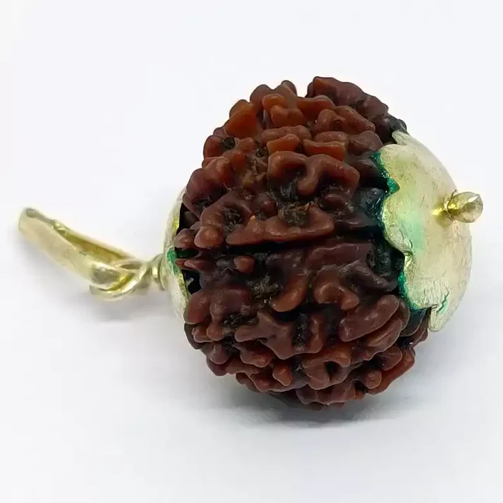 6 Mukhi fashion Premium Rare Rudraksha